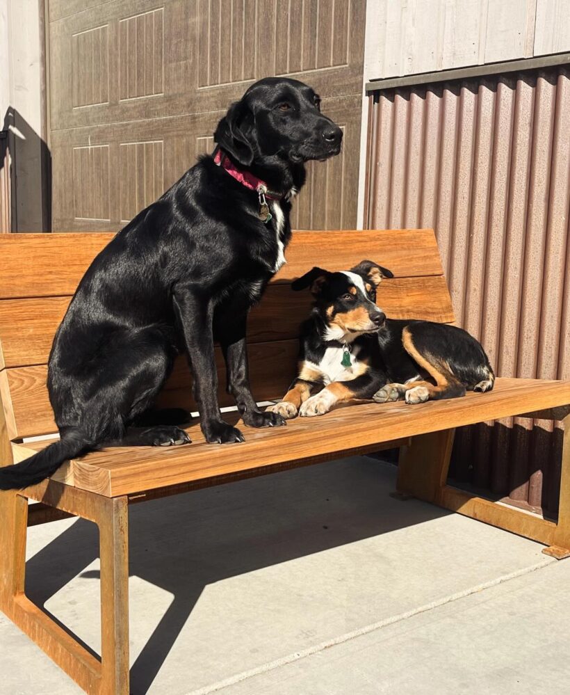 custom bench with dogs sitting on top